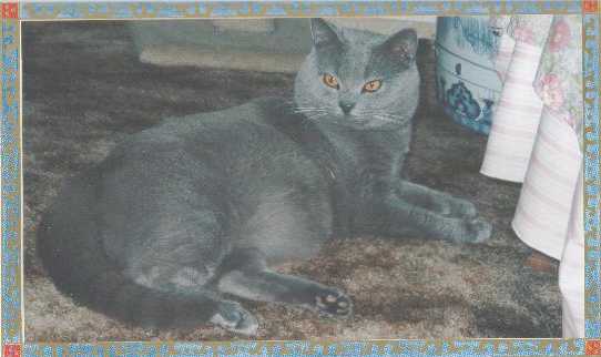 Nelson