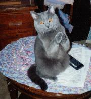 Praying Chartreux