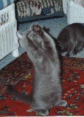 Encouraging as a kitten