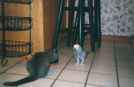 Sebastian with Calvin the parrot