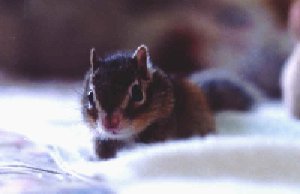 �ڳ̯k�R��BeBe