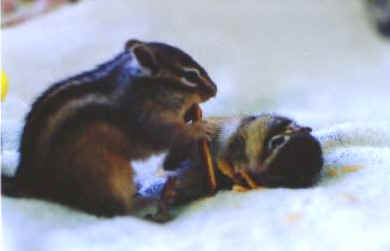 �d�d�PBeBe