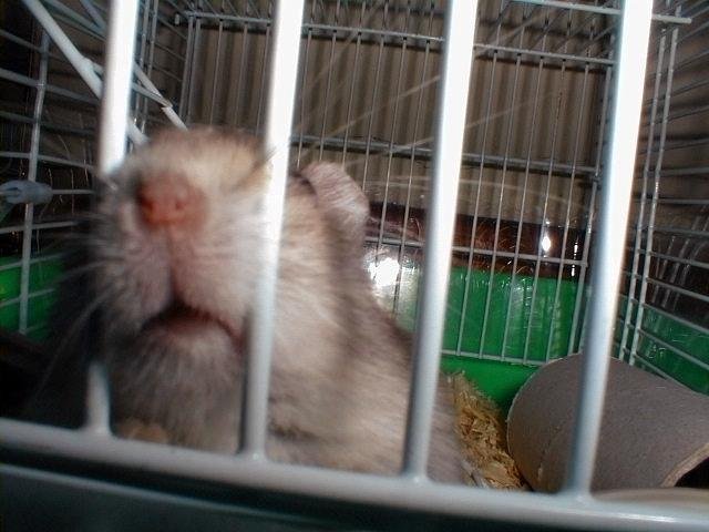 Coo Coo says Hello!