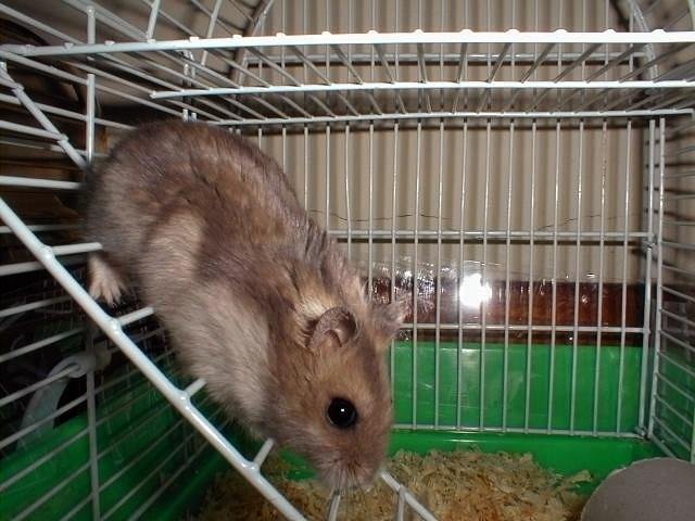 Coo Coo in his cage