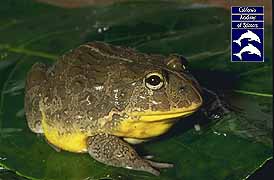 I am an african bullfrog.  Click on me to hear my call.