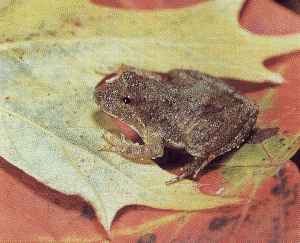 I am a cricket frog.  Click on me to hear my call.