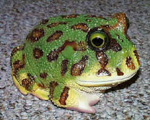 Thanks to the Frog Store