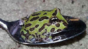 Thanks to the Frog Store