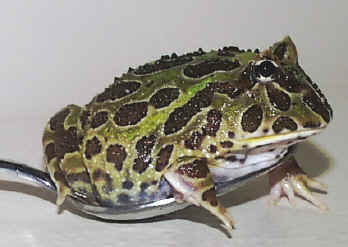 Thanks to the Frog Store