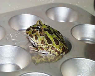 Thanks to the Frog Store