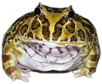 Thanks to the Frog Store