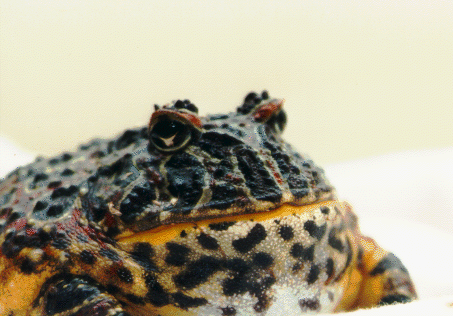 http://gto.ncsa.uiuc.edu/pingleto/herps/frogpix.html