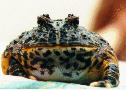http://gto.ncsa.uiuc.edu/pingleto/herps/frogpix.html