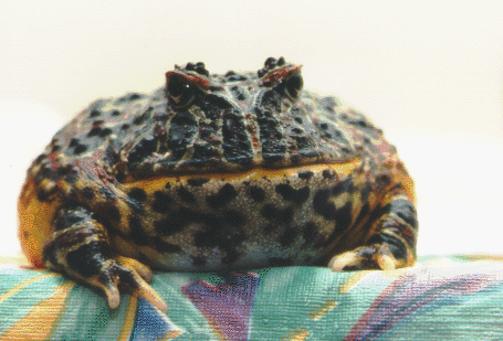 http://gto.ncsa.uiuc.edu/pingleto/herps/frogpix.html