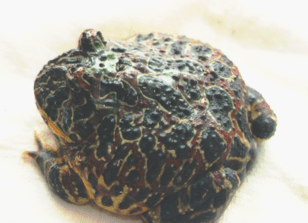 http://gto.ncsa.uiuc.edu/pingleto/herps/frogpix.html