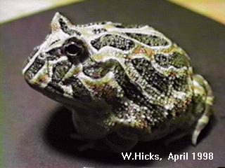 This great picture comes from Will's Horned Frog Page