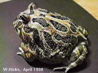 This great picture comes from Will's Horned Frog Page