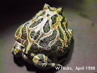 This great picture comes from Will's Horned Frog Page