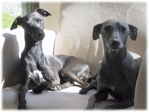 Hoppu & Neeo in summer 2003