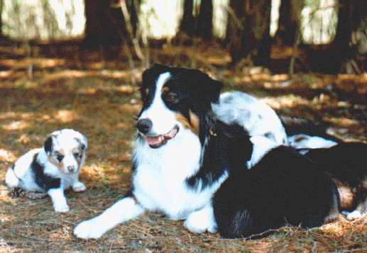 libbypups.gif (113941 bytes)