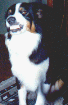 wpe84371.gif (42347 bytes)