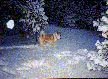 Taikomini.gif (5887 bytes)