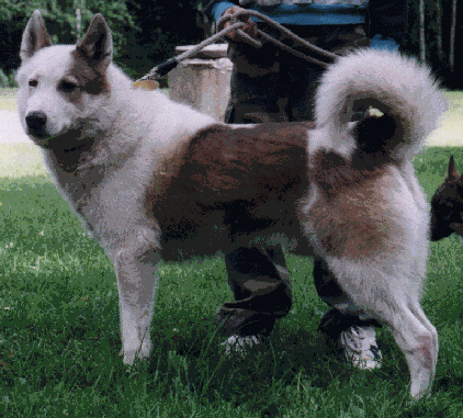 fatherspuppy.gif (77905 bytes)