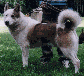 fatherspuppymini.gif (5083 bytes)