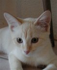His kittenhood was over before I knew it