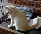 That's the sweet kitty that bites my toes.