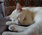 Catching up with his rest after working hard at playing