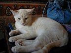 Relaxing on the end table.