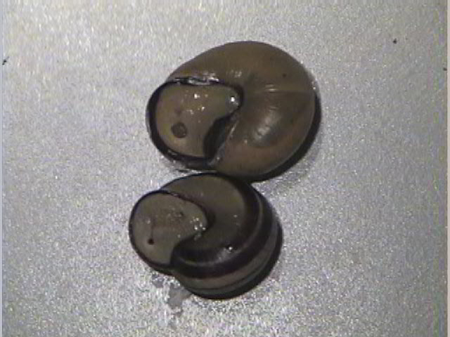 Underside of Cepaea nemoralis showing dark inner lip