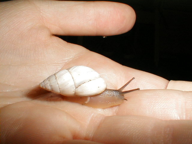Cone Shaped Land snail - Rabdotus sp.