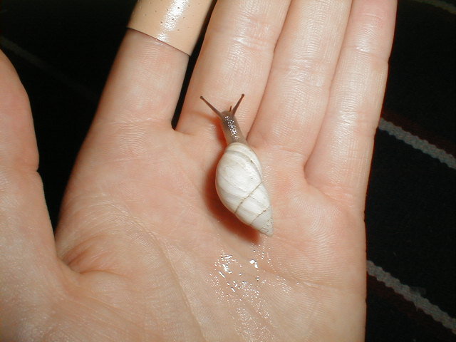 Cone Shaped Land snail - Rabdotus sp.