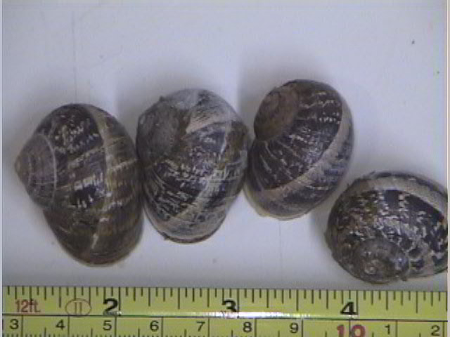 Helix aspersa