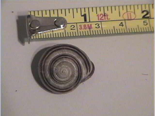 Striped Cepaea