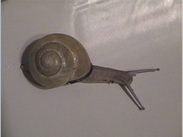Tan Cepaea