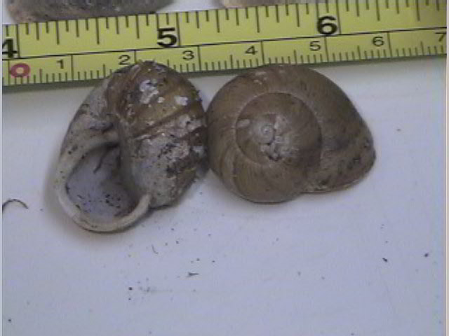 Zachyrsia provisoria