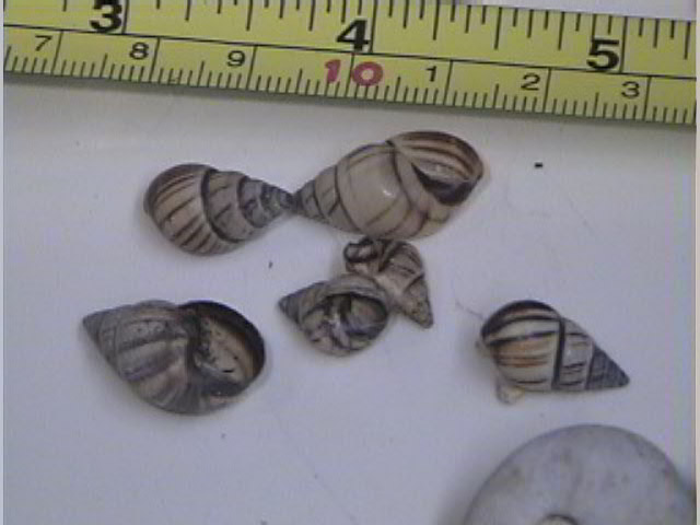 Drymaeus multilineatus
