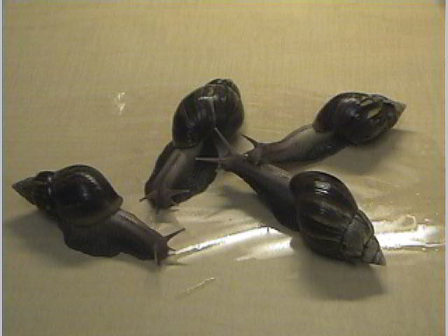 Achatina fulica