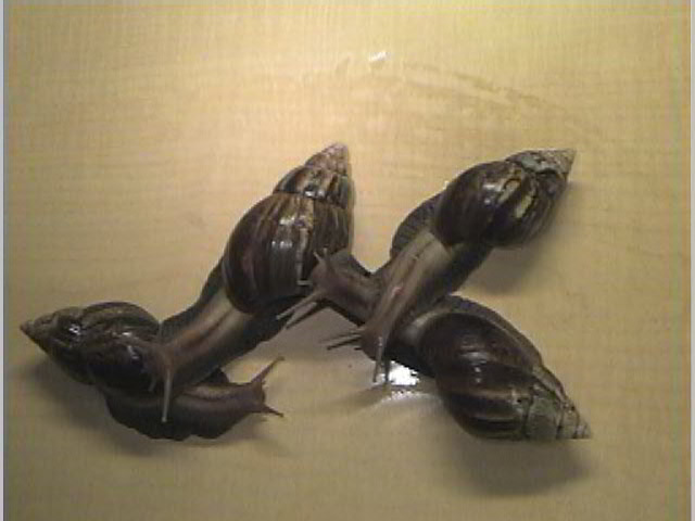Achatina fulica
