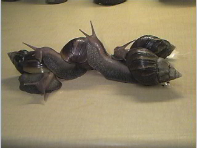 Achatina fulica