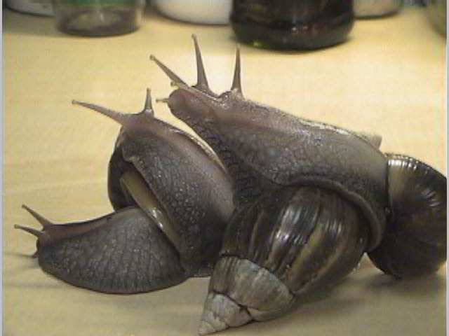Achatina fulica