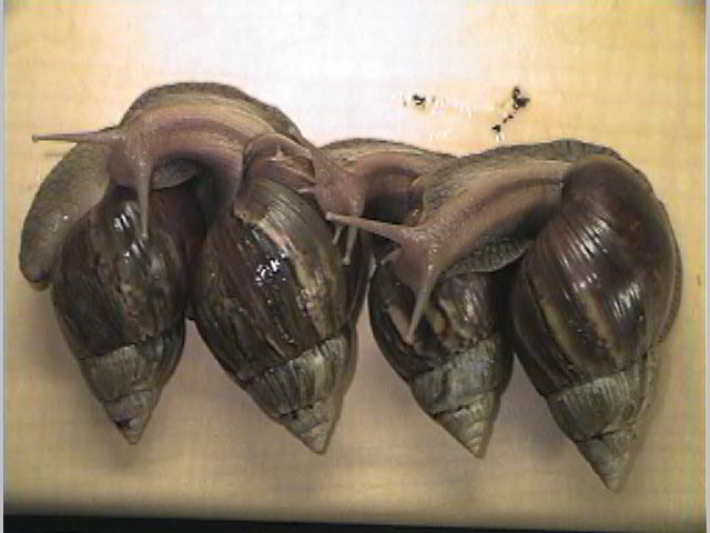 Achatina fulica