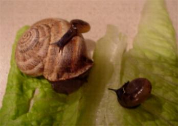 Otala lactea with two unidentified US snails