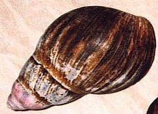 Achatina marginata