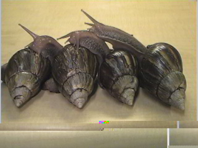 Achatina fulica