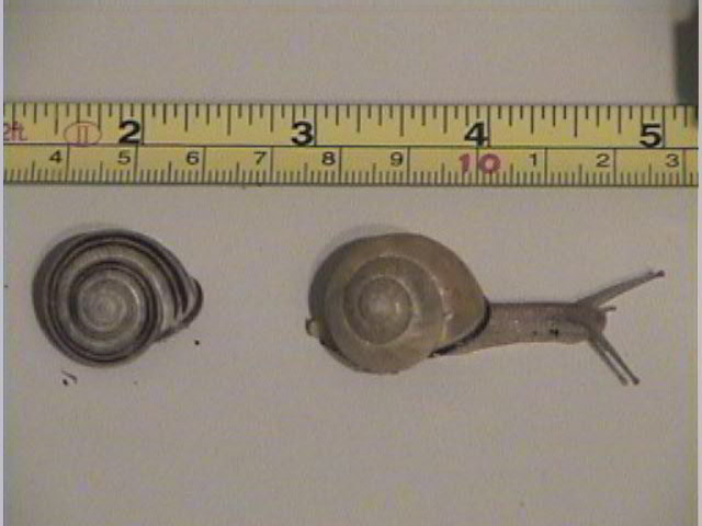 Cepaea nemoralis