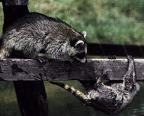 009coons.jpg (30577 bytes)